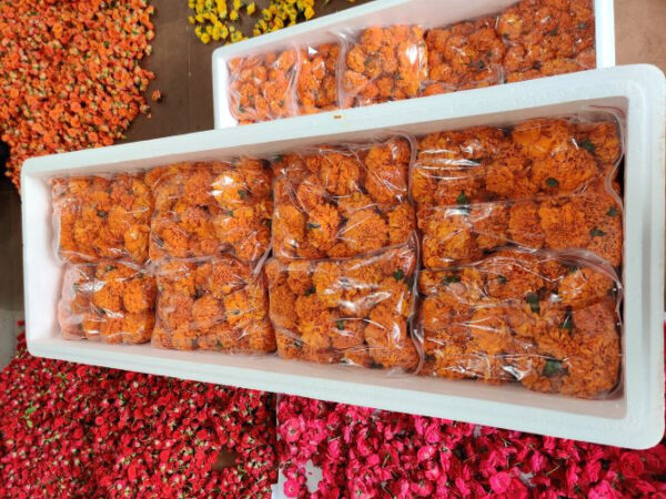 MARIGOLD GARLAND MGG 008