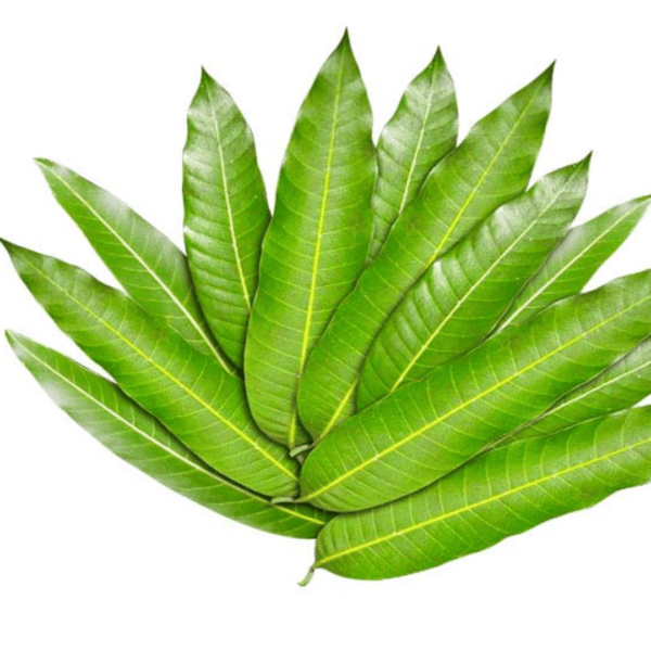 Mango Leaves - 1Pack