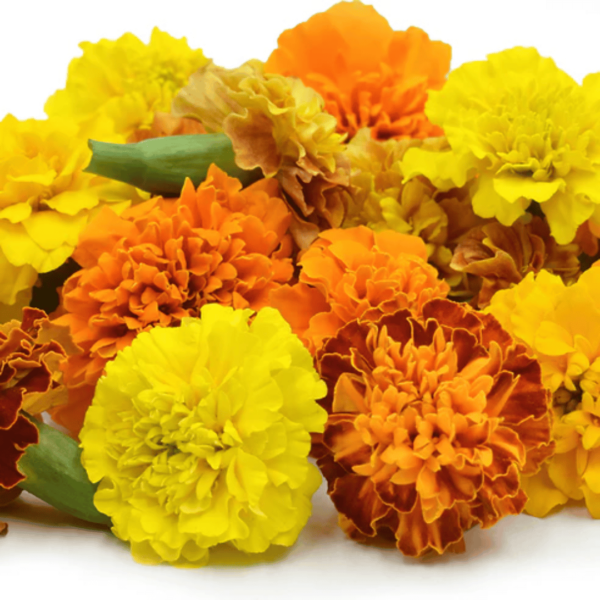 Flowers - 1Pack