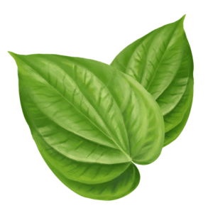 Beetle Leaves - 1pack